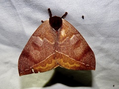 Automeris bilinea