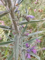 Echium tuberculatum