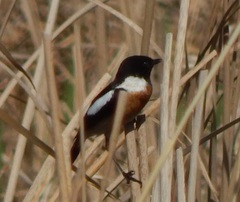 Saxicola maurus