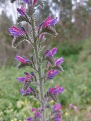 Echium tuberculatum