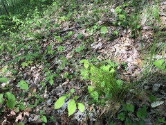 Trichophorum planifolium