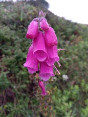 Digitalis purpurea
