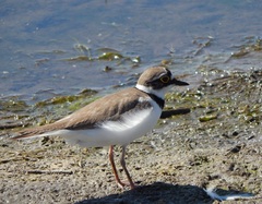 Charadrius dubius