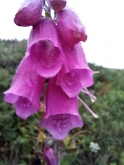 Digitalis purpurea