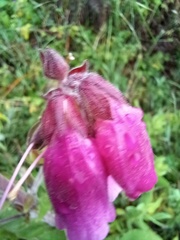 Digitalis purpurea