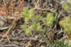 Daucus pumilus