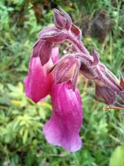 Digitalis purpurea