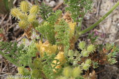Daucus pumilus
