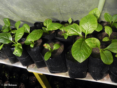 Dendroseris litoralis