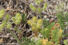 Daucus pumilus