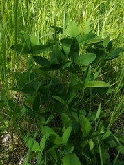 Trifolium montanum