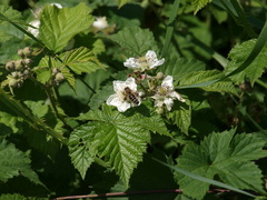 Apis mellifera