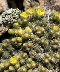 Draba densifolia