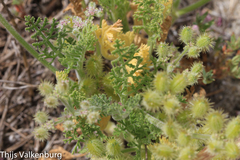 Daucus pumilus