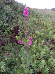 Digitalis purpurea