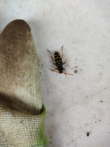 Plagionotus arcuatus