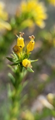 Moltkia aurea