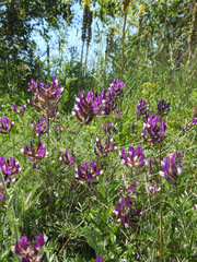 Astragalus varius