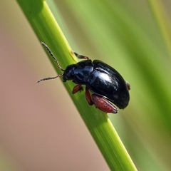 Arsipoda holomelaena