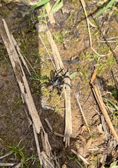 Antrodiaetus pacificus