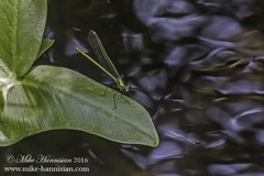 Calopteryx dimidiata