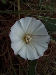Convolvulus arvensis
