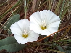 Convolvulus arvensis