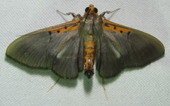 Filodes costivitralis