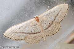 Idaea mediaria