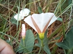 Convolvulus arvensis