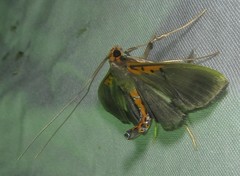 Filodes costivitralis