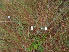 Convolvulus arvensis