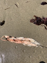 Laminaria setchellii