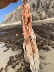 Laminaria setchellii