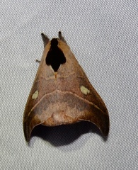 Hylesia nanus