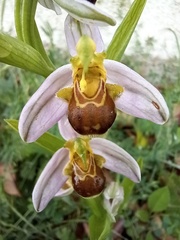 Ophrys apifera