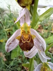 Ophrys apifera