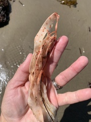 Laminaria setchellii