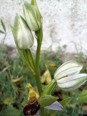 Ophrys apifera
