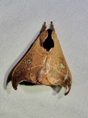 Hylesia nanus