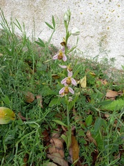 Ophrys apifera