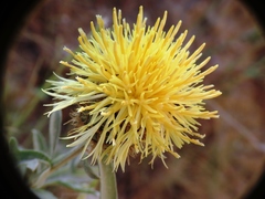 Centaurea collina