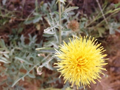 Centaurea collina
