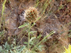 Centaurea collina