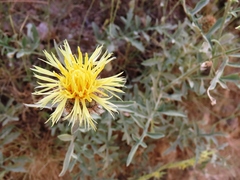 Centaurea collina
