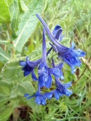 Delphinium gracile