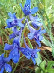 Delphinium gracile