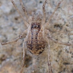 Opiliones
