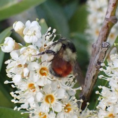 Bombus melanopygus