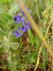 Delphinium gracile
